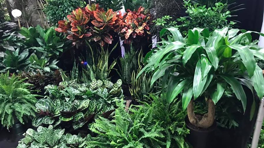 Tropical Plants International Expo 2019 Good Earth