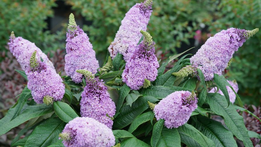 Buddleia Pugster Amethyst (Spring Meadow Nursery/Proven Winners ColorChoice Shrubs)