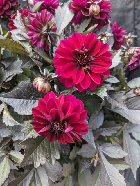 Dahlia City Lights Purple (Selecta One) at Welby Gardens Trials