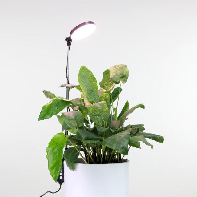 Mossify Clip On Plant Light