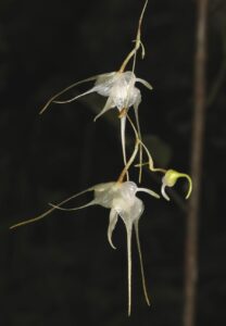 Orchid Aeranthes bigibbum