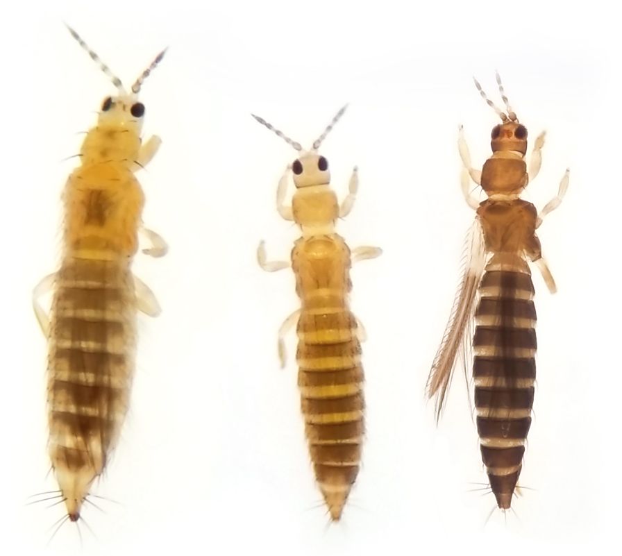 Thrips species