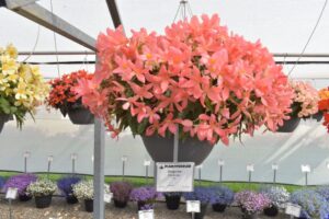 Begonia Florencio Pink - Syngenta Flowers at Plantpeddler