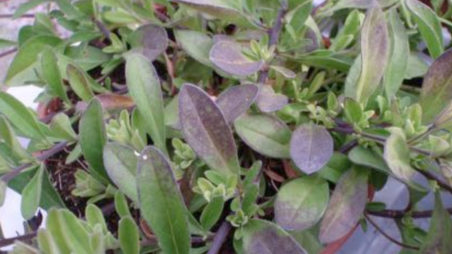 Petunia Purple Leaf Discoloration
