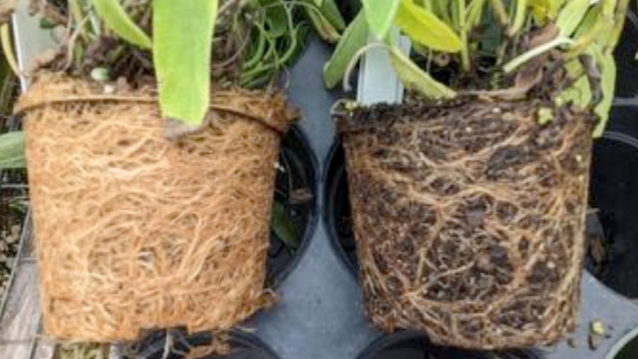Root Rot substrates