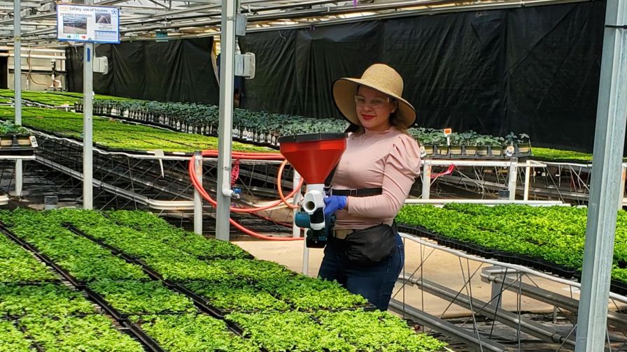 A team member at Costa Farms applies beneficial insects at greenhouse with MPS certification