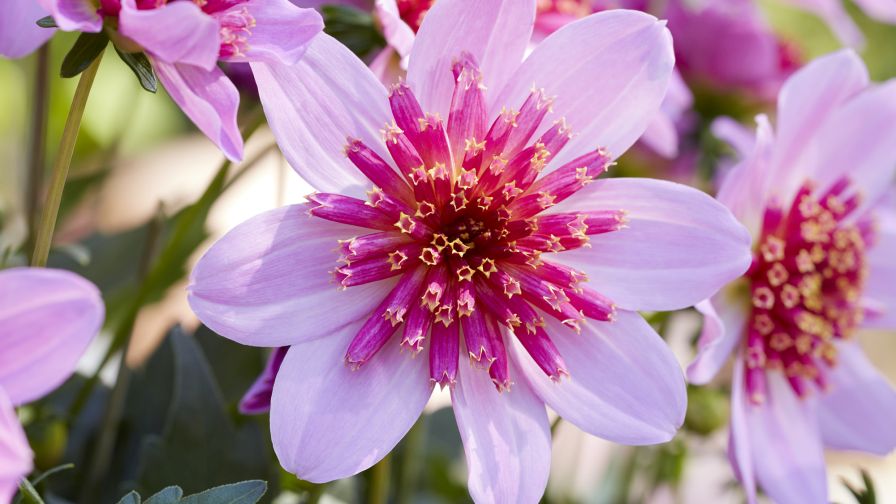Dalina Maxi Starburst Pink (Dahlia coccinea) - Florensis