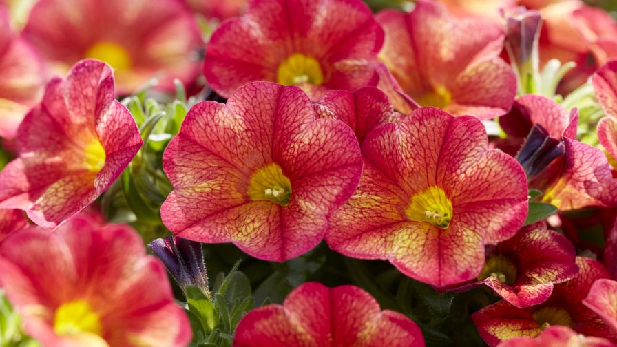 MiniFamous Uno Bakari (Calibrachoa) – Selecta one