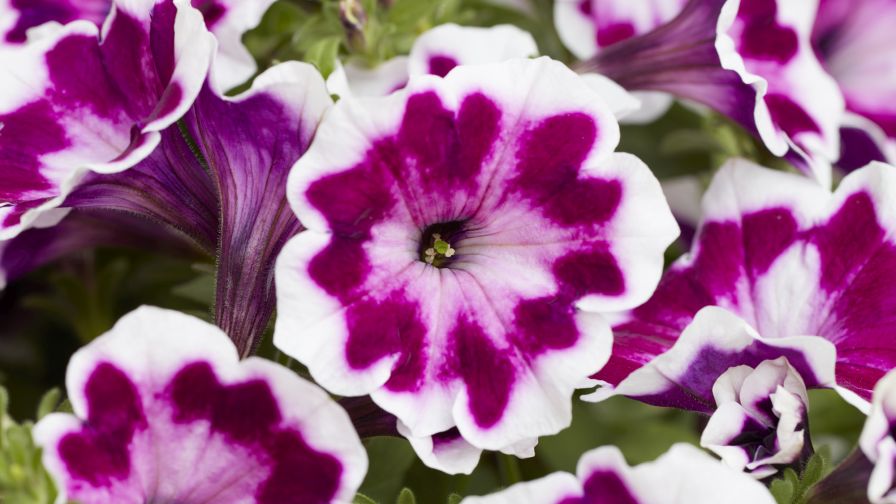 Painted Love Purple (Petunia x hybrida) – Syngenta Flowers
