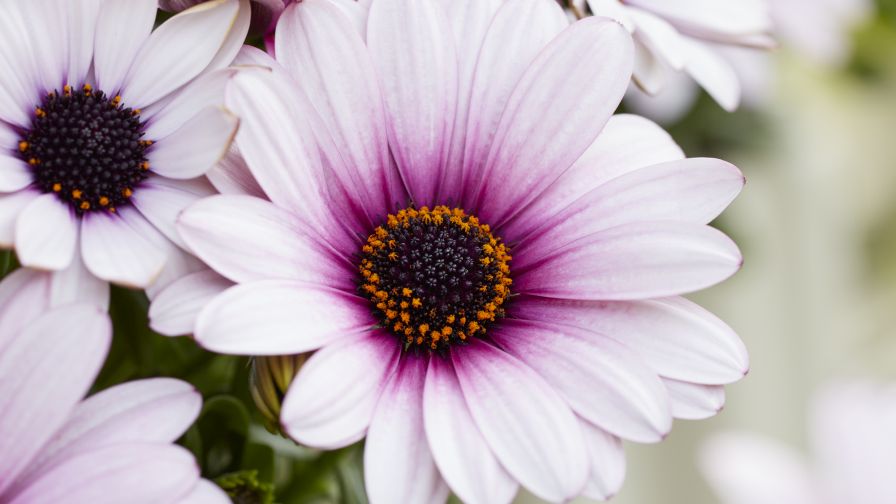 Sunny Klaudia (Osteospermum) – Beekenkamp Plants