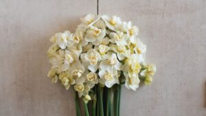 2024 Association of Specialty Cut Flower Growers Bulb Cut Flower of the Year: Daffodil ‘Cheerfulness’