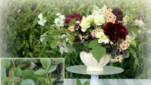 2024 Association of Specialty Cut Flower Growers Foliage Cut Flower of the Year: Raspberry 'Joan J'