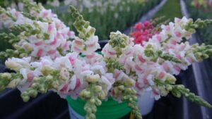 2024 Association of Specialty Cut Flower Growers Fresh Cut Flower of the Year: Snapdragon Potomac Appleblossom