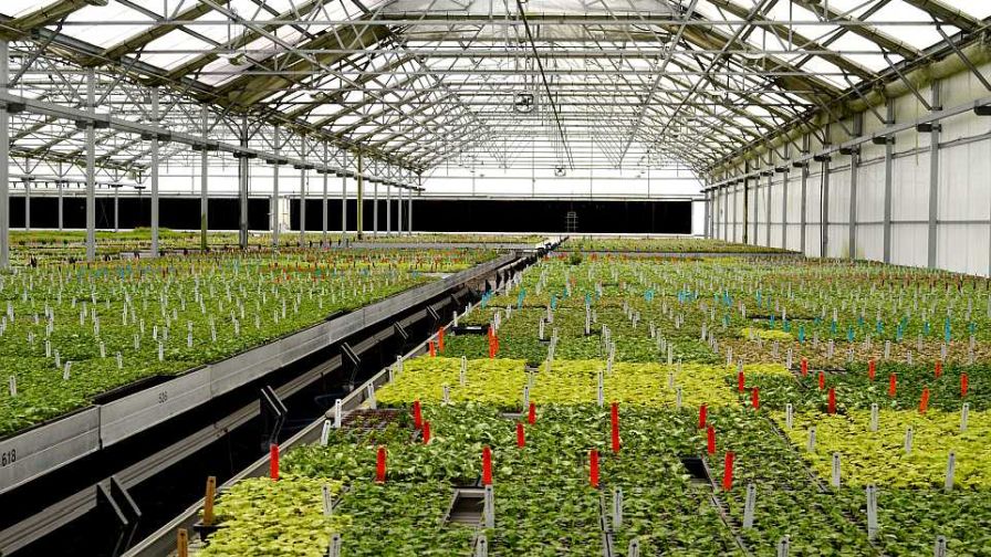 Agri-Starts greenhouse gallery plants scope interior for seedling production