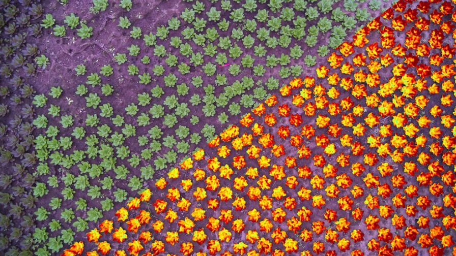 A picture from Leaficient demonstrating computer vision tracking technology for plants