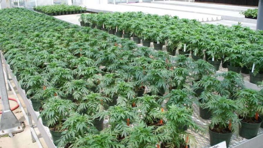 Marigolds plants not infected with the tomato spotted wilt virus (TSWV)