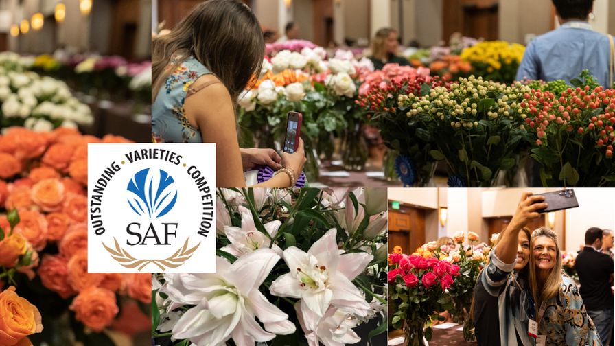 2024 Outstanding Varieties Competition event banner from Society of American Florists (SAF)