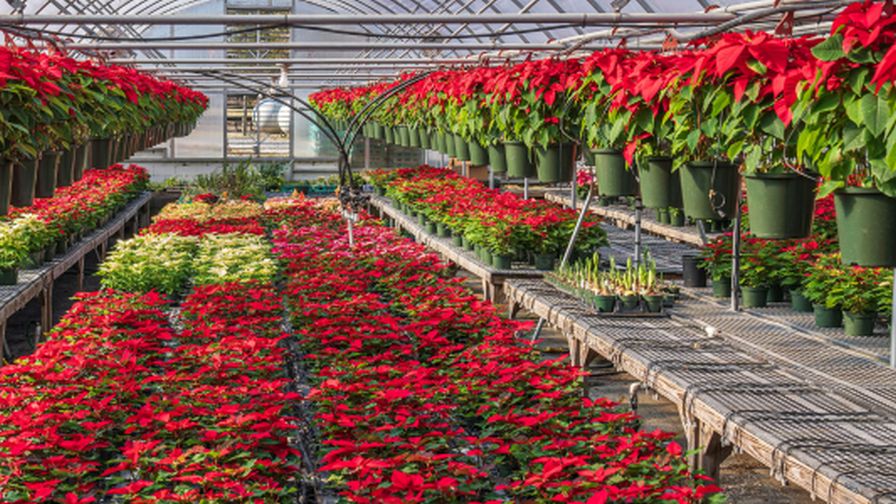 Research Innovation Institute (RII) header for floriculture emerging trends and USDA census webinar