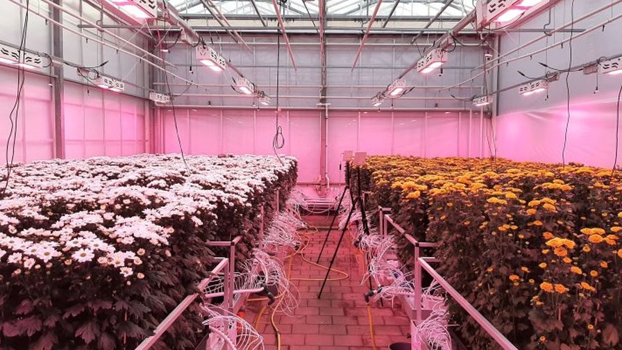 Wageningen University & Research (WUR) chrysanthemum cultivation with sensors