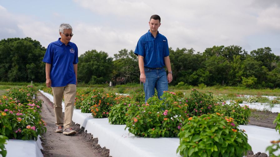 Zhanao Deng, professor of environmental horticulture (left) and Brooks Parrish (right), a doctoral student, look over lantanas at the UF/IFAS Gulf Coast Research and Education Center