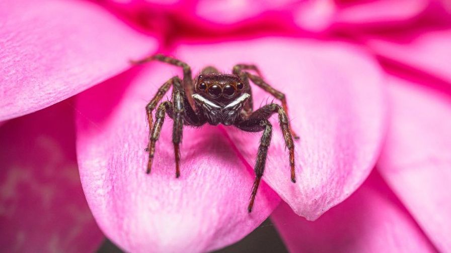 Biological control agents of natural enemies WUR header spider on pink petals of a flower