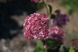 American Lace Dark Pink Hydrangea