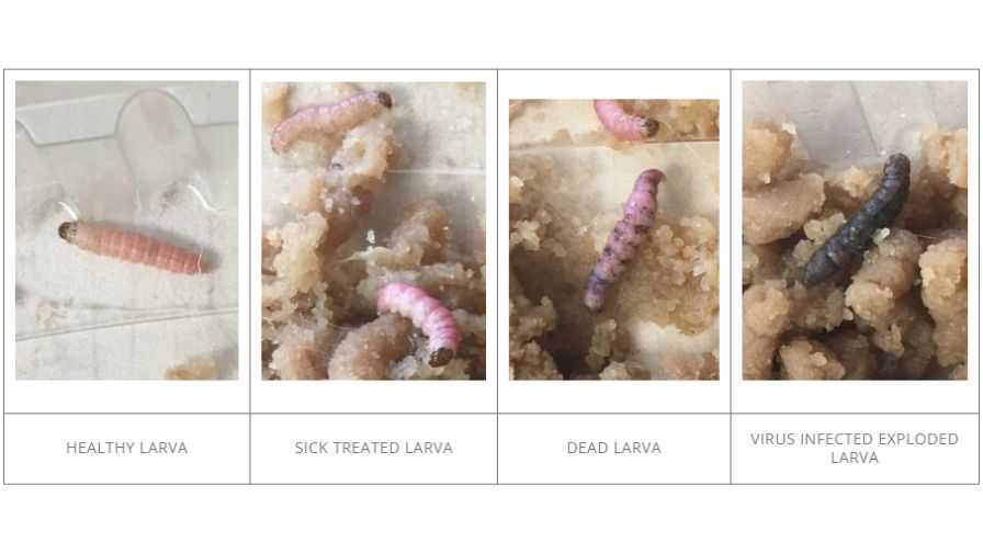 Biopesticide product Virosoft CP4 diagram effects on larva