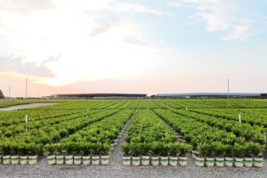 Better Boxwood Nursery collection from Plant Development Services, Inc.