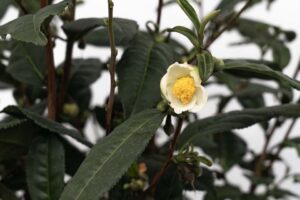 Brew-Tea-Ful Tea Camellia