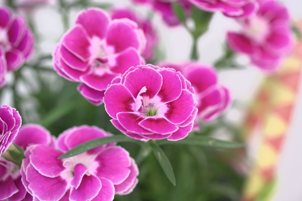 Dianthus interspecific Capitán Magnifica AAS Winner