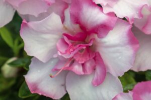 Encore Azalea Autumn Kiss from Plant Development Services, Inc.