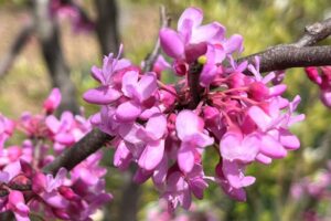 Gilded Hearts Cercis