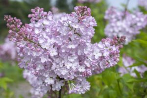 New Age Pink Flush Syringa