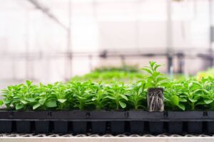 Petunia RhizoPlug Tray Oasis Grower Solutions