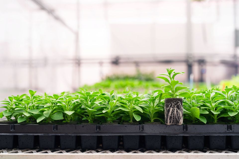 Petunia RhizoPlug Tray Oasis Grower Solutions