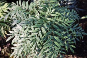 Silver Caress Mahonia from Plant Development Services, Inc.