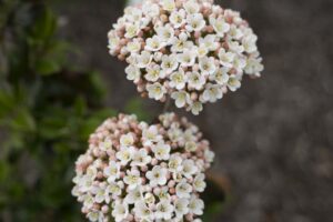 Snowy River Viburnum