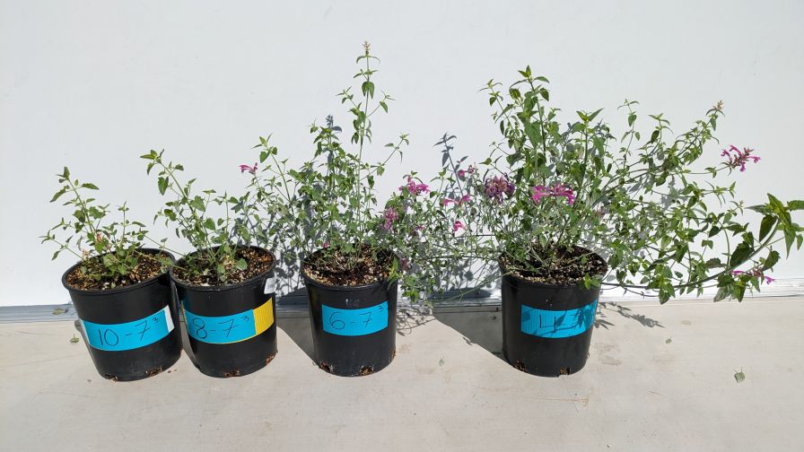 A. cana ‘Sinning’ (SONORAN SUNSET hyssop) plants used for agastache chilling experiments at Colorado State University