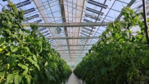 This tomato greenhouse in Greece uses Brite Solar panels