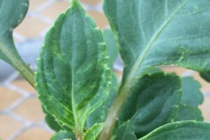 Thrips Injury On Impatiens taken by Nancy Rechcigl