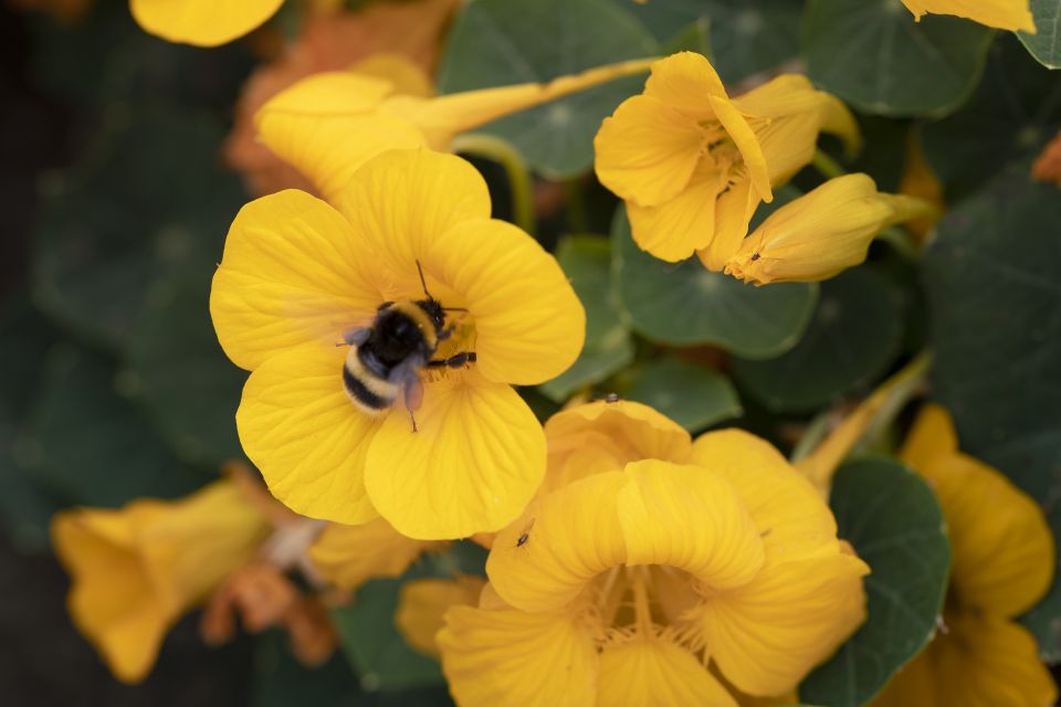 Tropaeolum minus Baby Gold AAS Winner