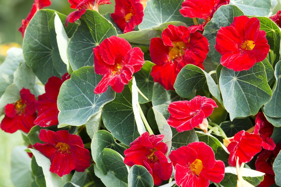 Tropaeolum minus Baby Red AAS Winner