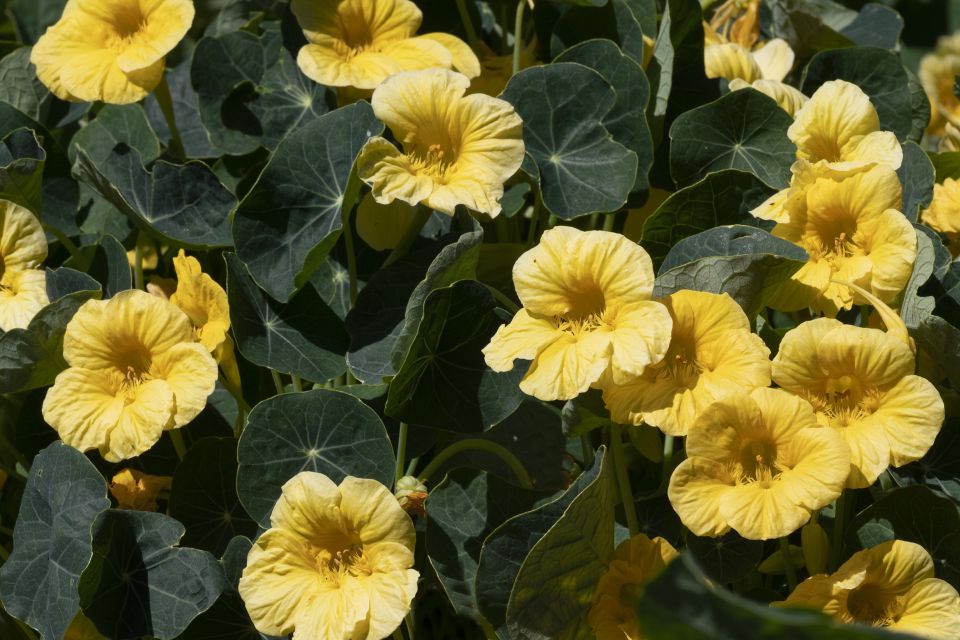 Tropaeolum minus Baby Yellow AAS Winner