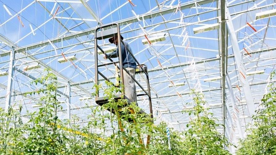 Vineland Research and Innovation Centre Ontario crops