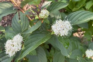 Winter Spark Cornus