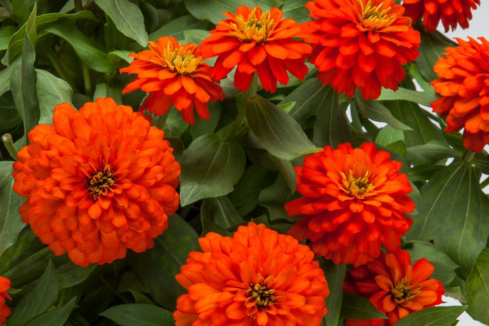 Zinnia Zydeco Fire AAS Winner