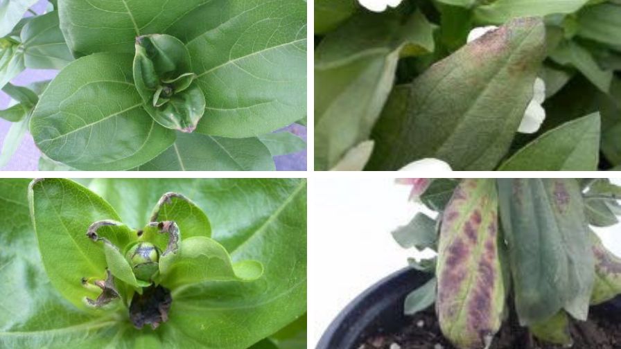 Zinnia plants with leaf tip calcium deficiencies (left) and magnesium deficiencies (right) from e-Gro Alerts