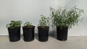 eight-week chilling treatment of agastache for Experiment 2 from Colorado State University