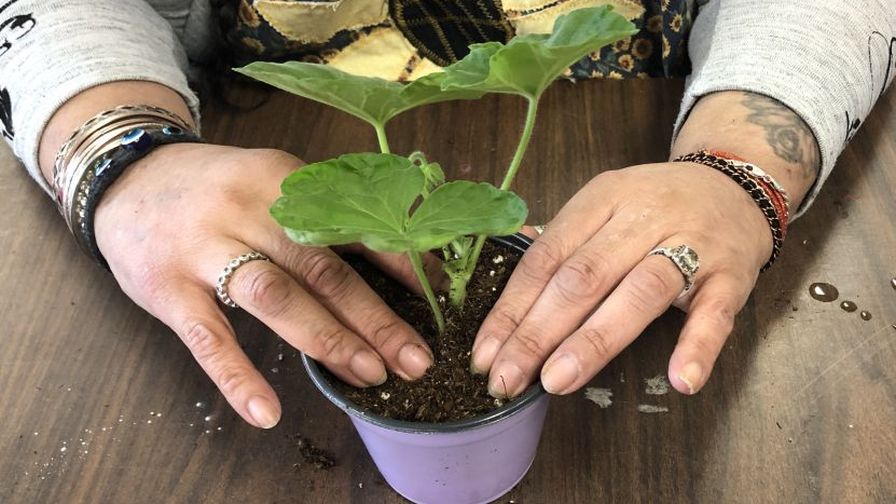 A patient treating a potted plant at the Bergen New Bridge Medical Center Therapeutic Garden