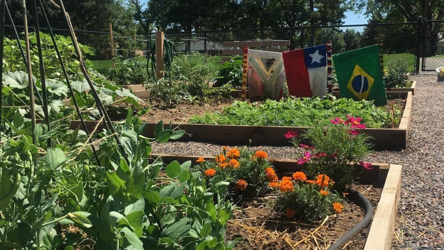 Denver Urban Gardens, a participant in Katherine Alaim's MSU study on gardening and mental health